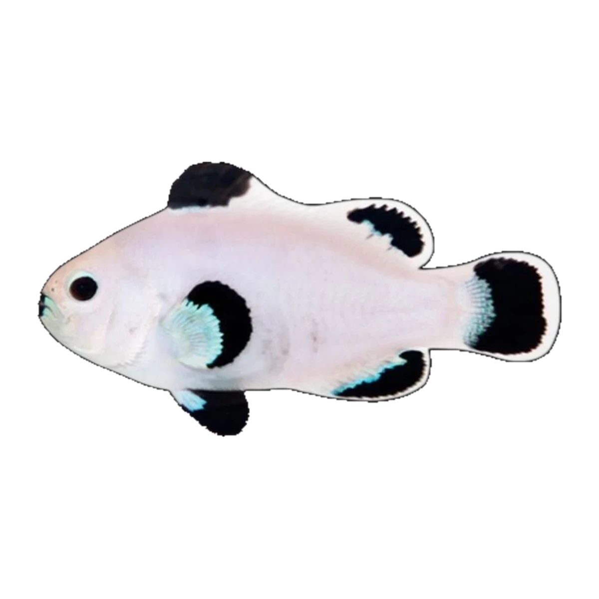 Black & White Snowflake Clownfish | Amphiprion ocellaris