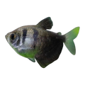 Black Widow Tetra