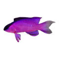 Blackcap Basslet | Gramma melacara