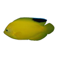Blackfin Angelfish | Centropyge woodheadi