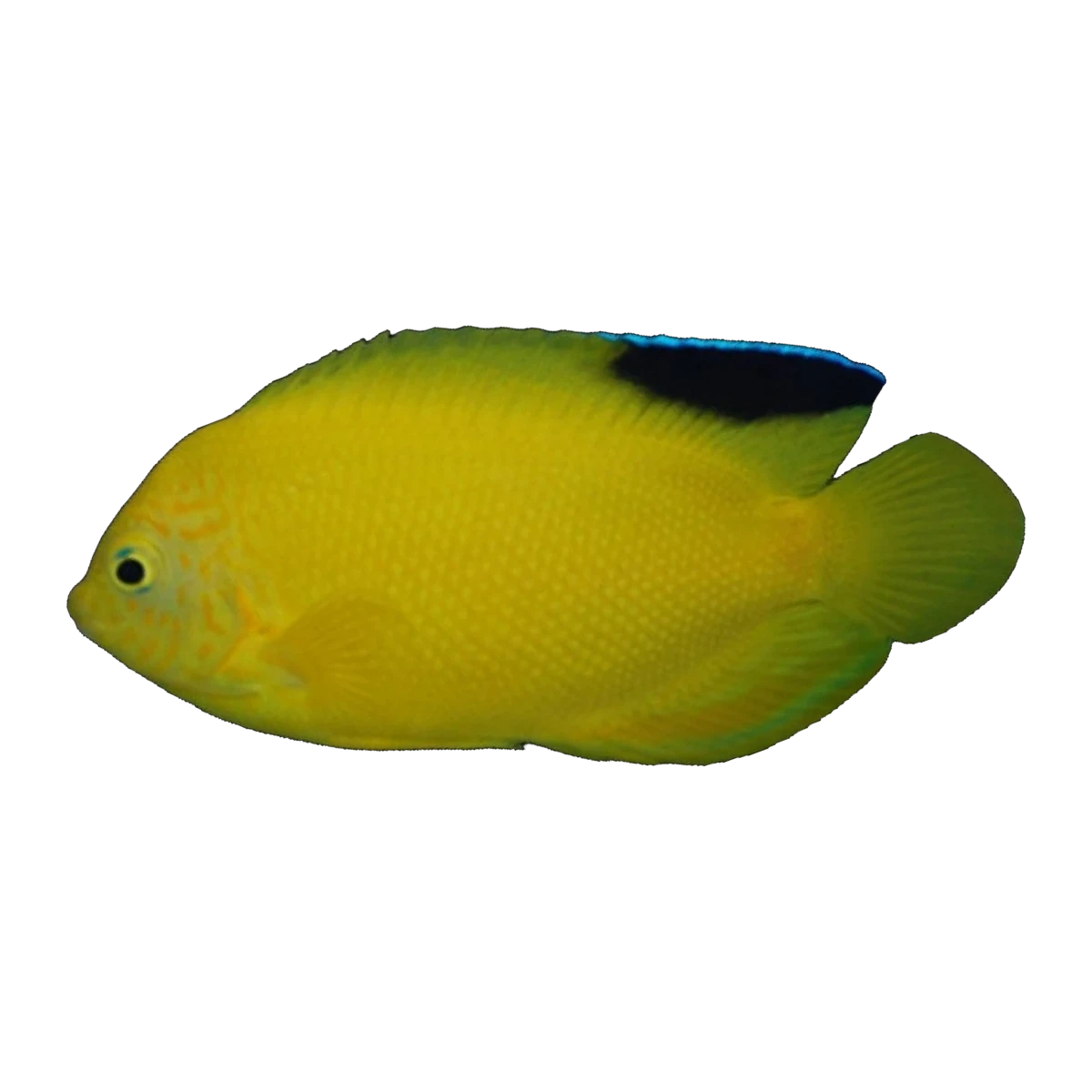 Blackfin Angelfish | Centropyge woodheadi