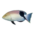 Blackfin Hogfish Adult | Bodianus loxozonus