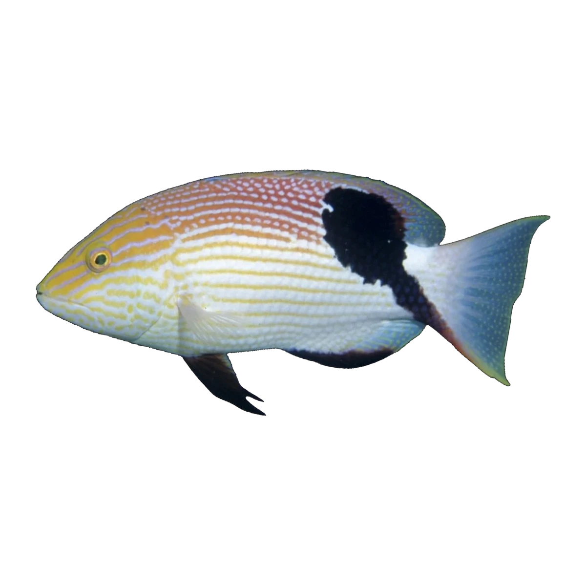 Blackfin Hogfish Adult | Bodianus loxozonus