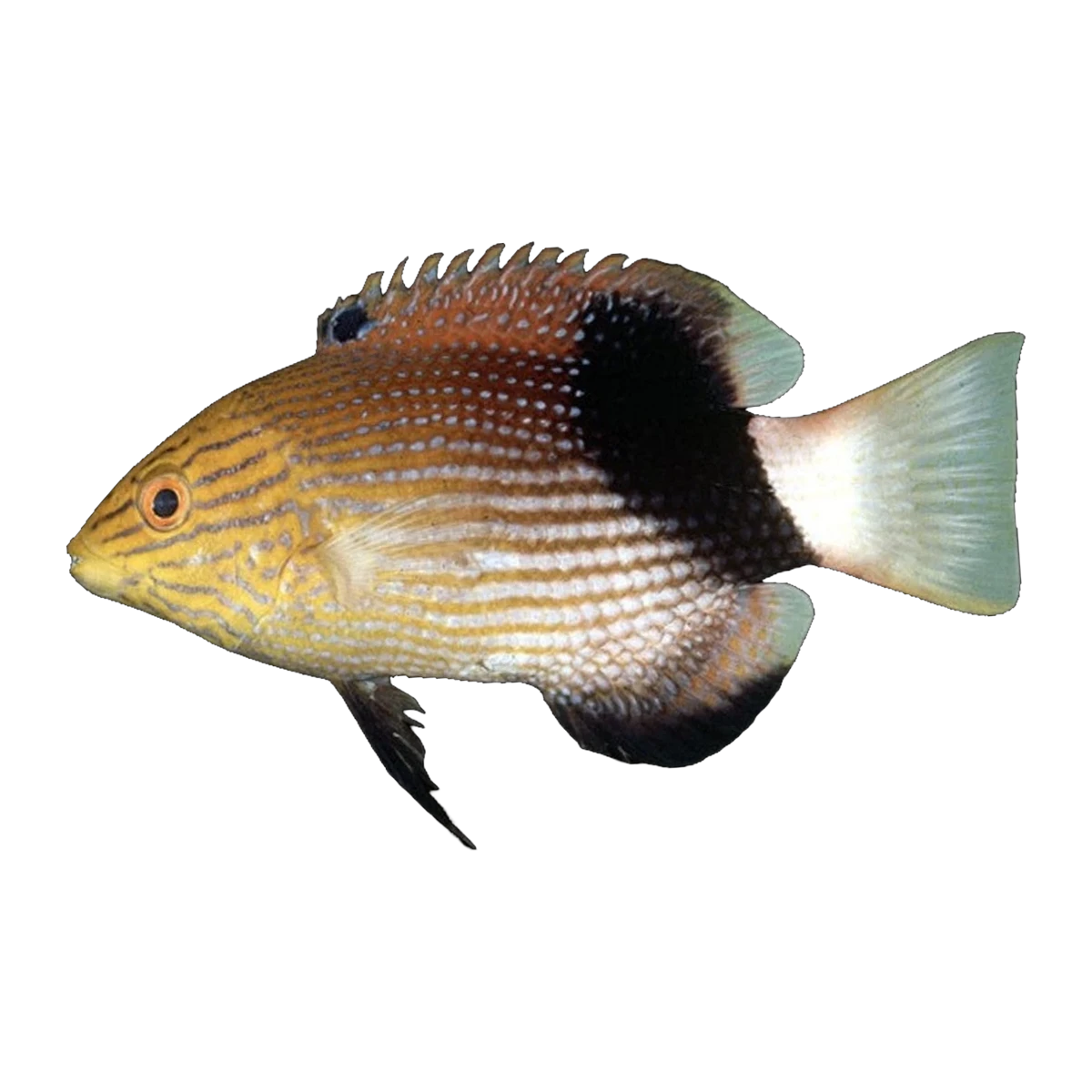 Blackfin Hogfish Juv | Bodianus loxozonus