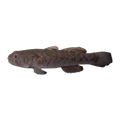 Blackspot Mangrovegoby (Mugilogobius stigmaticus), side profile facing right