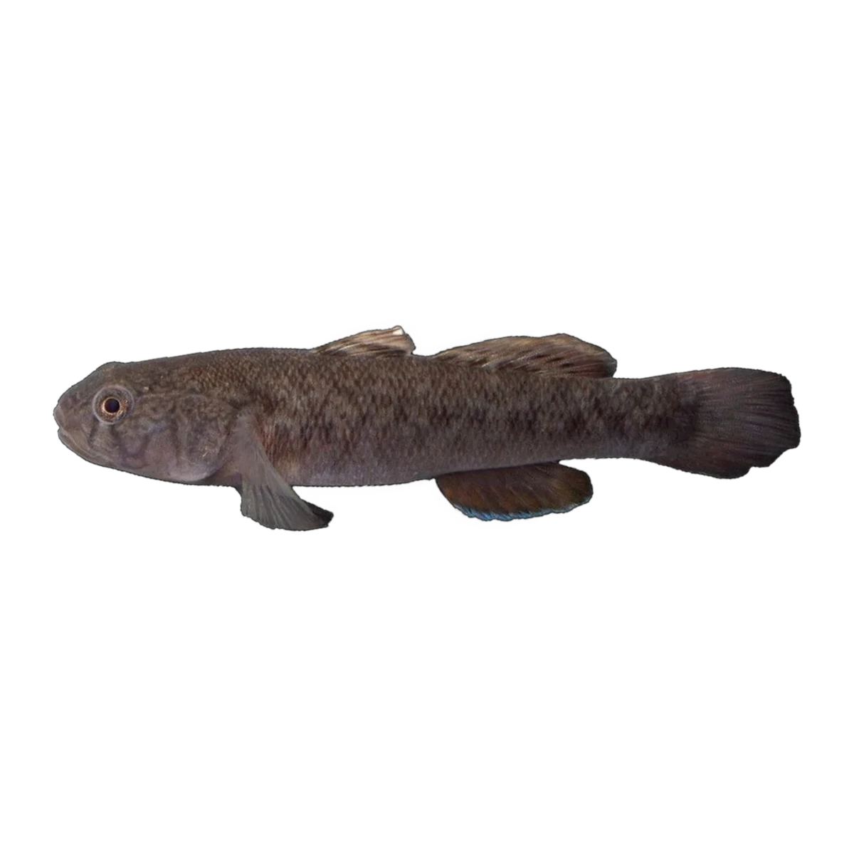 Blackspot Mangrovegoby (Mugilogobius stigmaticus), side profile facing right