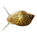 Bladder Snail