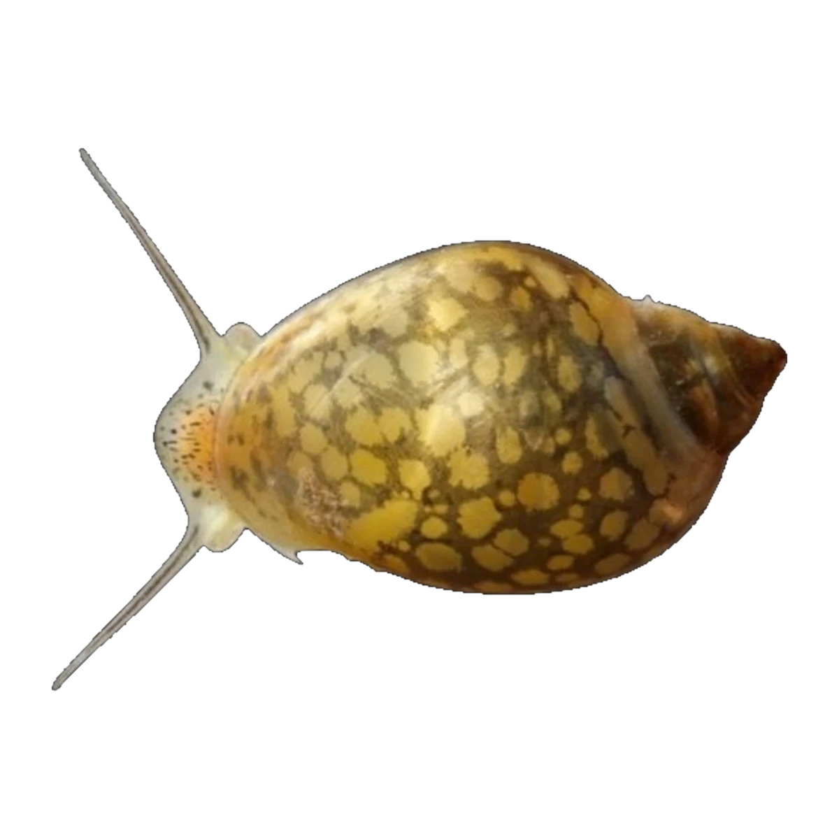 Bladder Snail