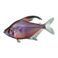 Bleeding Heart Tetra