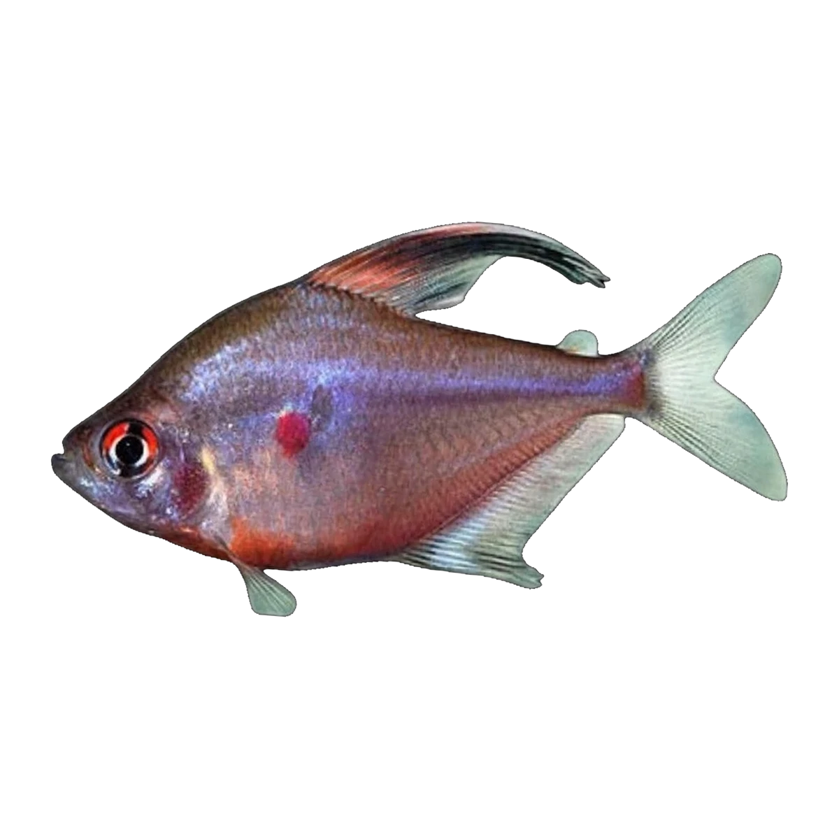Bleeding Heart Tetra