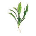 Bleheri Amazon Sword-Small