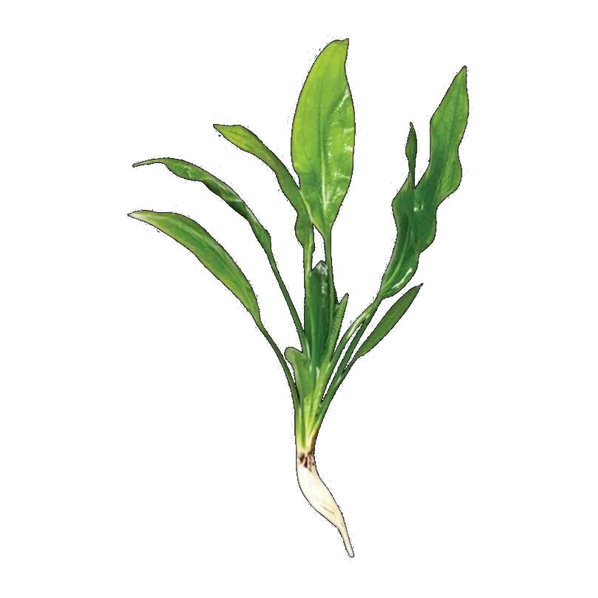 Bleheri Amazon Sword-Small