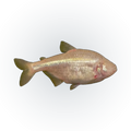Blind Cave Tetra | Astyanax mexicanus