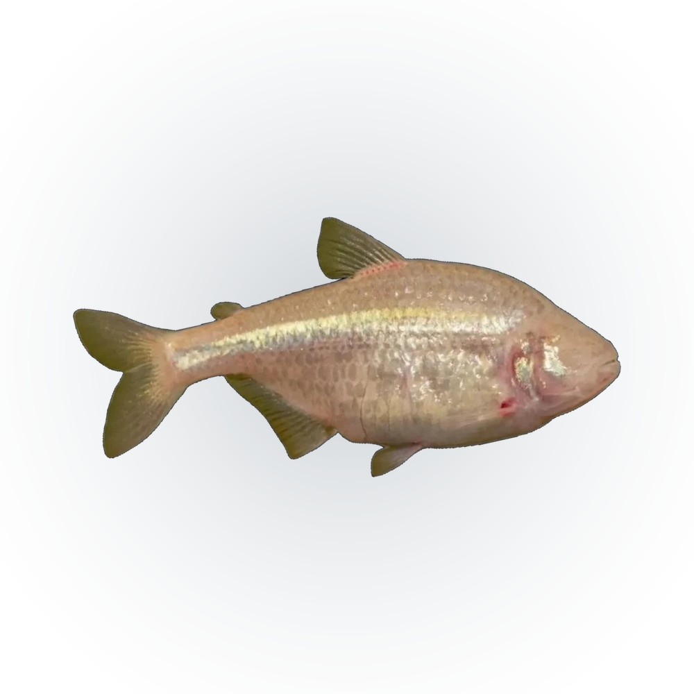 Blind Cave Tetra | Astyanax mexicanus