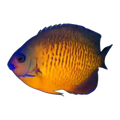 Blonde Coral Beauty Angelfish | Centropyge bispinosa