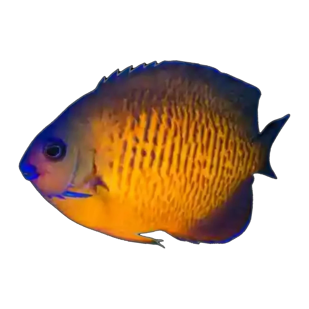 Blonde Coral Beauty Angelfish | Centropyge bispinosa