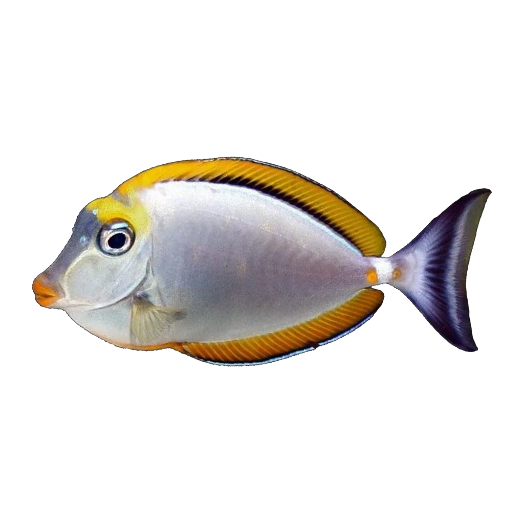 Blonde Naso Tang | Naso elegans