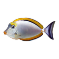 Blonde Naso Tang | Naso elegans