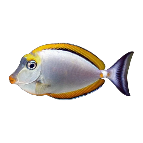 Blonde Naso Tang | Naso elegans