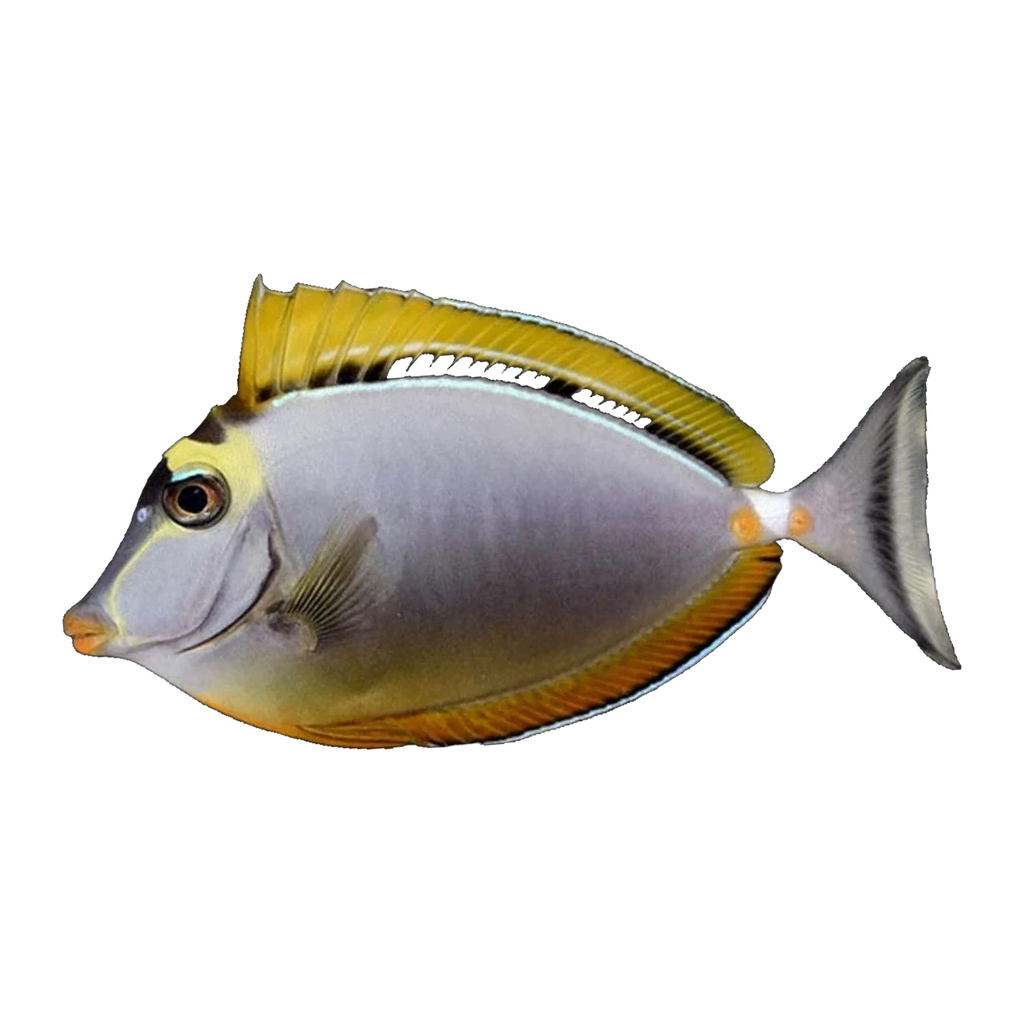 Blonde Naso Tang | Naso elegans
