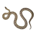 Blonde Spotted Python | Antaresia maculosa
