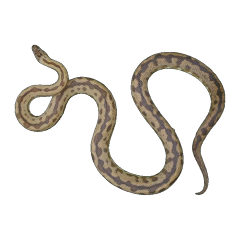 Blonde Spotted Python | Antaresia maculosa