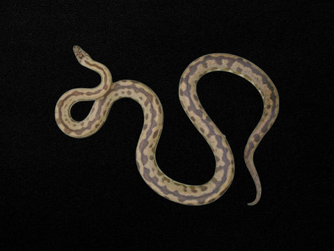 Blonde Spotted Python | Antaresia maculosa