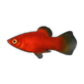 Blood Red Platy | Xiphophorus maculatus