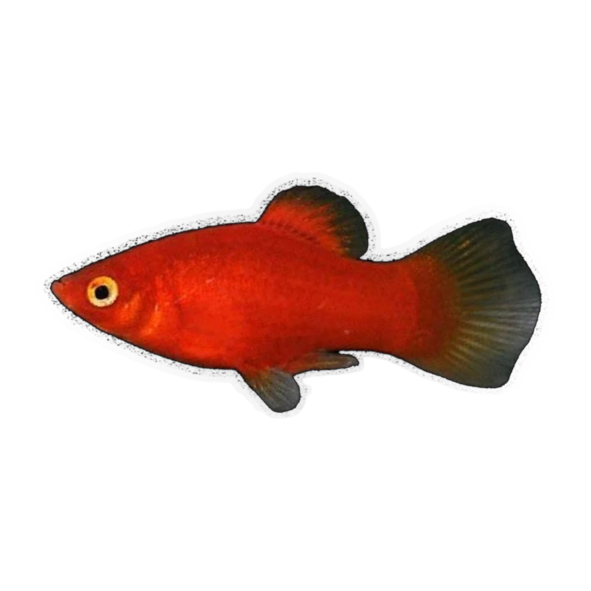 Blood Red Platy | Xiphophorus maculatus