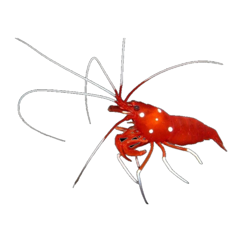 Blood Shrimp | Lysmata debelius