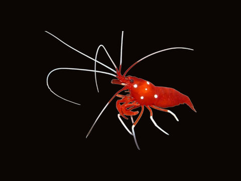 Blood Shrimp | Lysmata debelius
