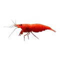 Bloody Mary Shrimp