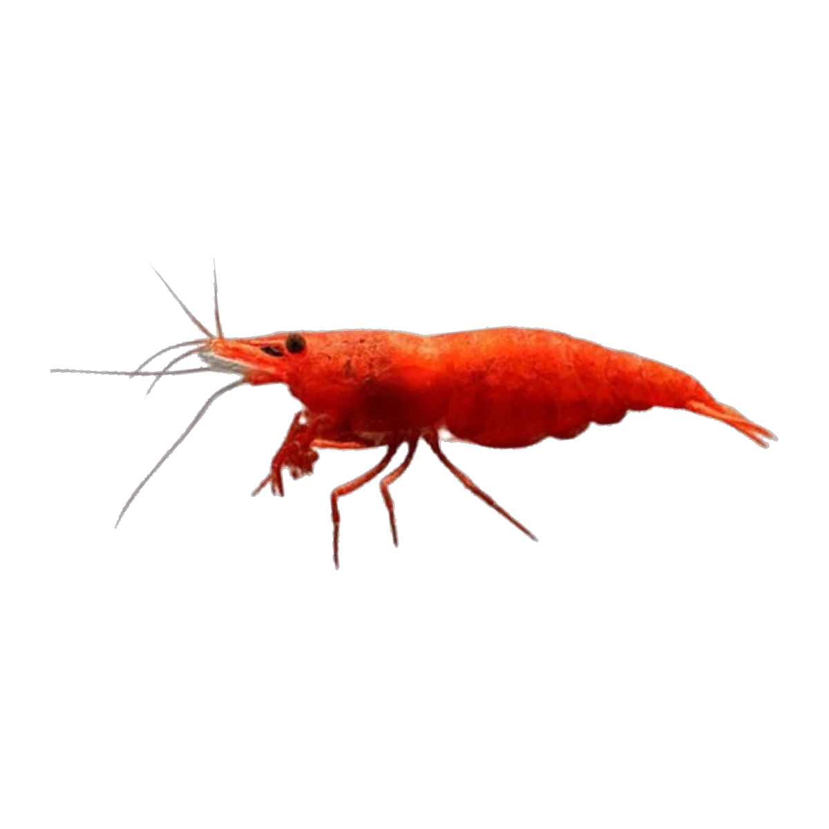 Bloody Mary Shrimp