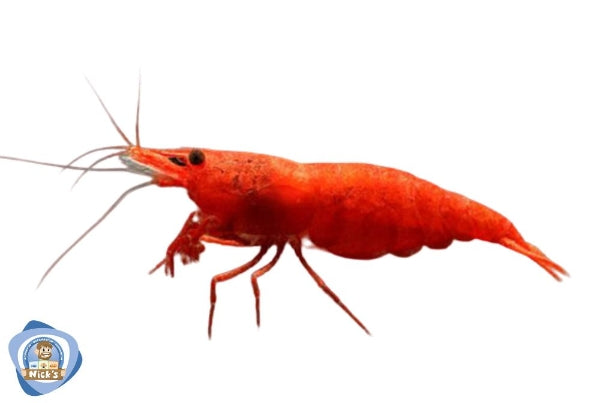Bloody Mary Shrimp