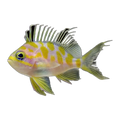 Blotched Anthias | Odontanthias borbonius