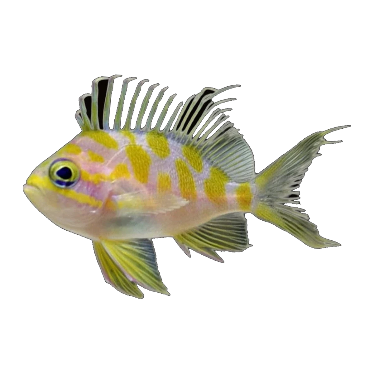 Blotched Anthias | Odontanthias borbonius