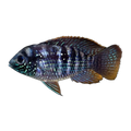Blue Acara Cichlid (Andinoacara pulcher)