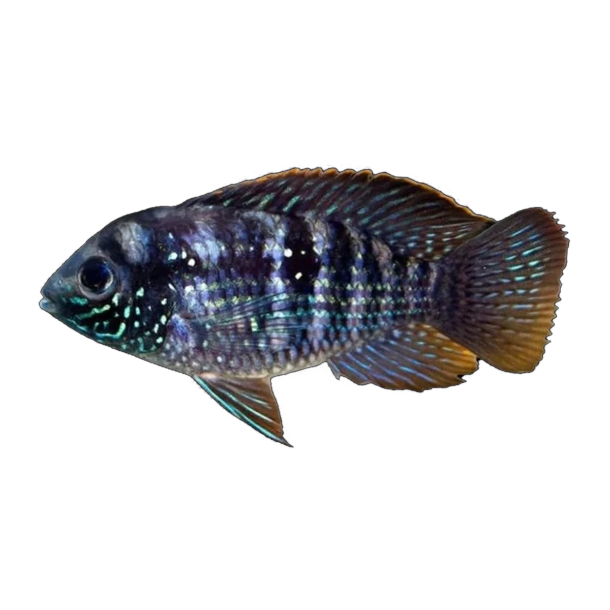 Blue Acara Cichlid (Andinoacara pulcher)