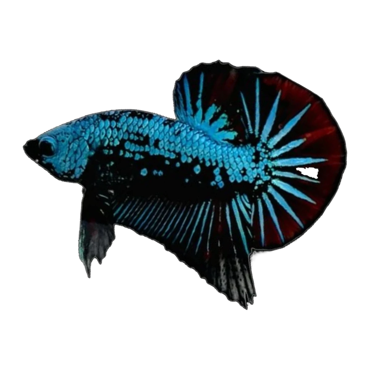 Blue And Black Samurai Male