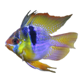 Blue Balloon Ram | Mikrogeophagus ramirezi