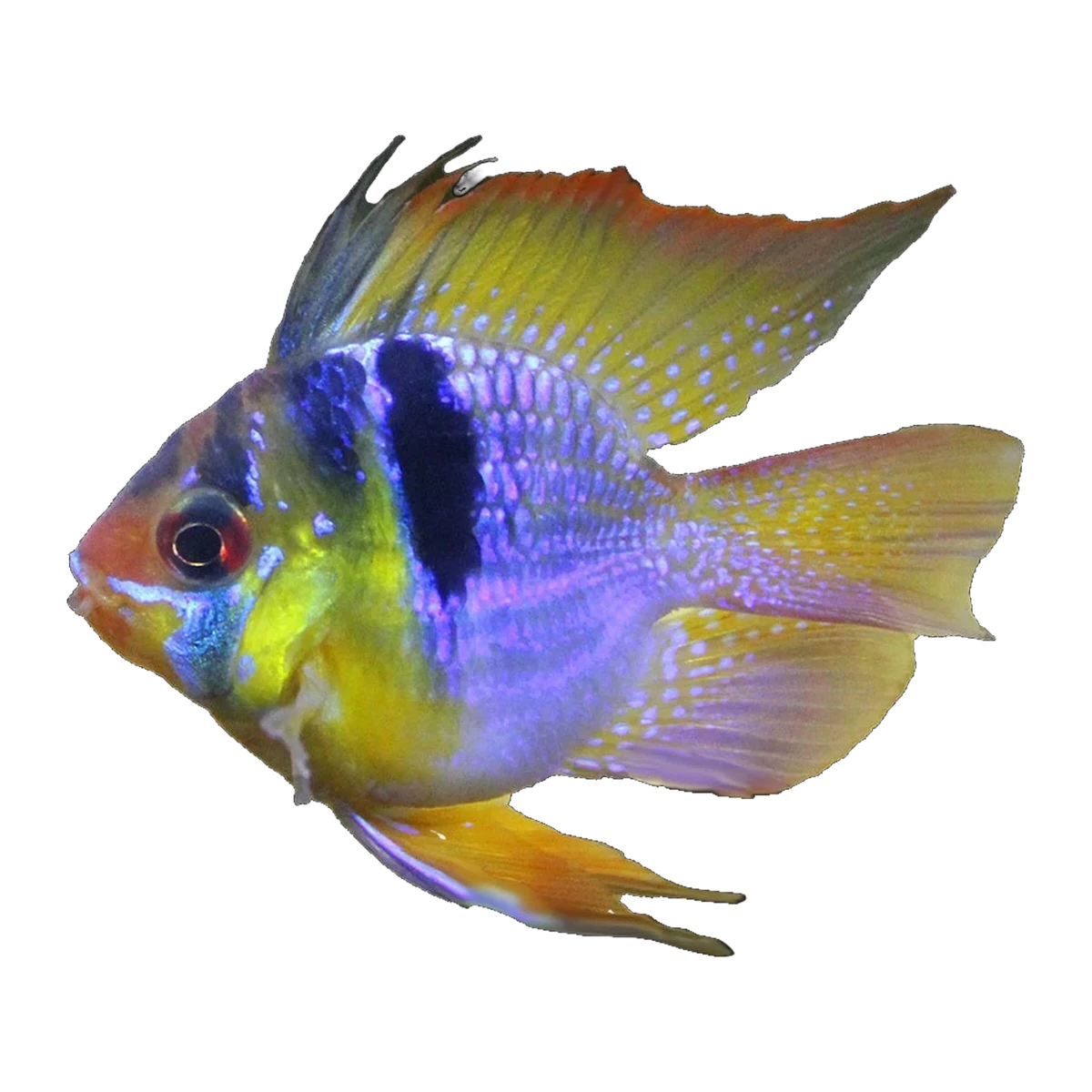 Blue Balloon Ram | Mikrogeophagus ramirezi