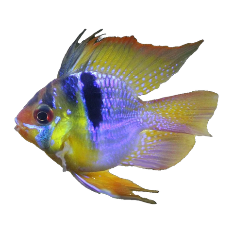 Blue Balloon Ram | Mikrogeophagus ramirezi