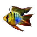 Blue Balloon Ram (Mikrogeophagus ramirezi), side profile facing right