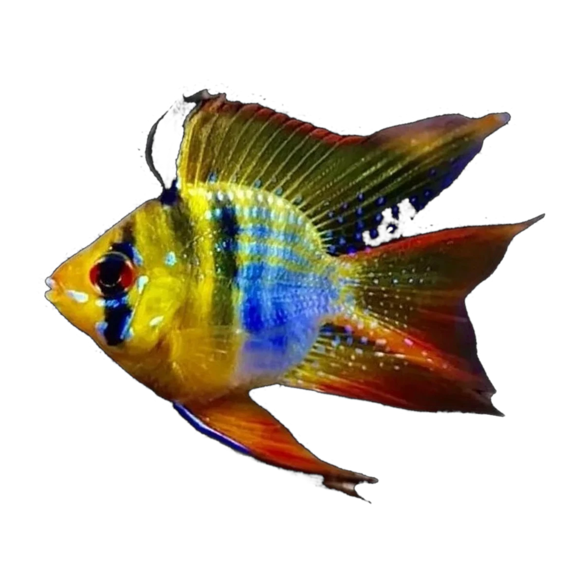 Blue Balloon Ram (Mikrogeophagus ramirezi), side profile facing right