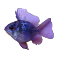 Blue Black Balloon Ram (Mikrogeophagus ramirezi), side profile facing right