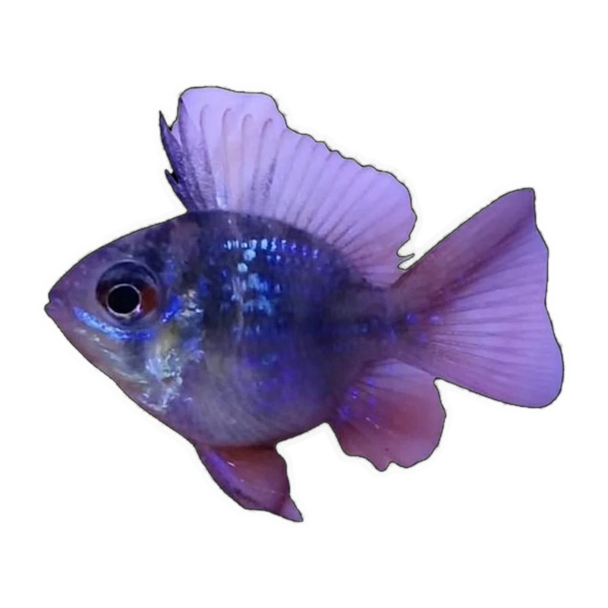 Blue Black Balloon Ram (Mikrogeophagus ramirezi), side profile facing right