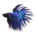 Blue Black Head Crowntail Male