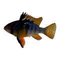 Blue Black Ram