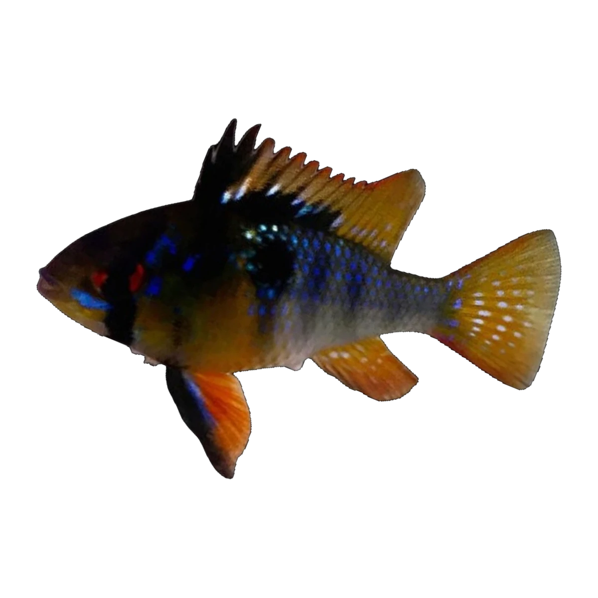Blue Black Ram