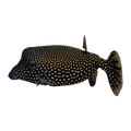 Blue Boxfish | Ostracion meleagris